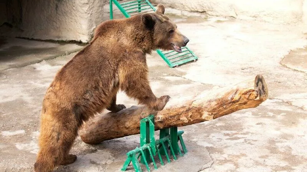 Кавказский бурый медведь Зузу  - Sputnik Кыргызстан