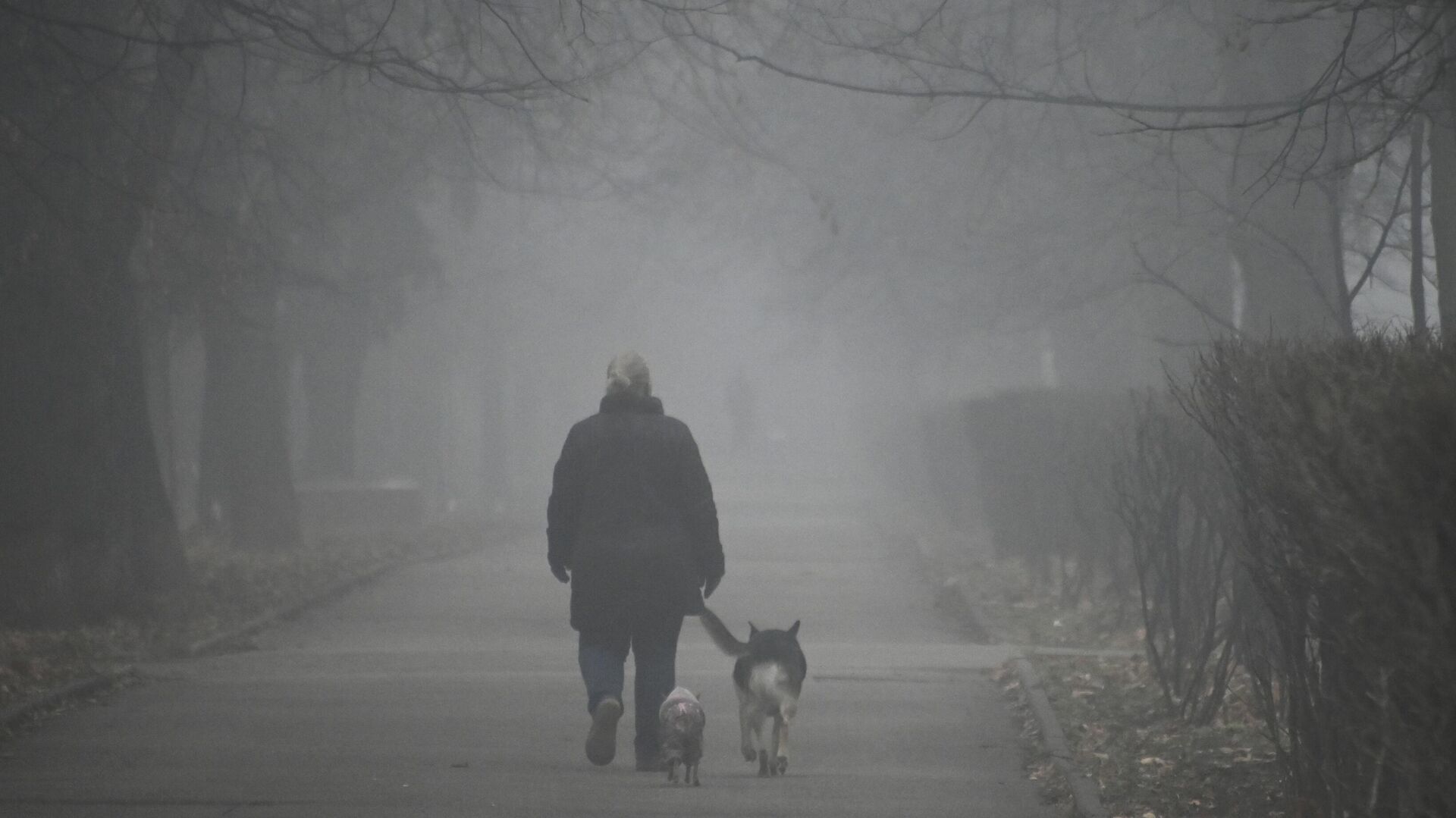 Человек гуляет с собаками в туманную погоду. Архивное фото - Sputnik Кыргызстан, 1920, 02.02.2022
