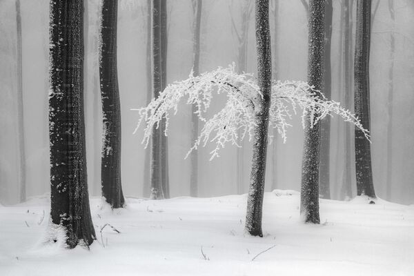 Фото зимнего леса, сделанное Ханером Махаллетом, завоевало спецприз конкурса - Sputnik Кыргызстан