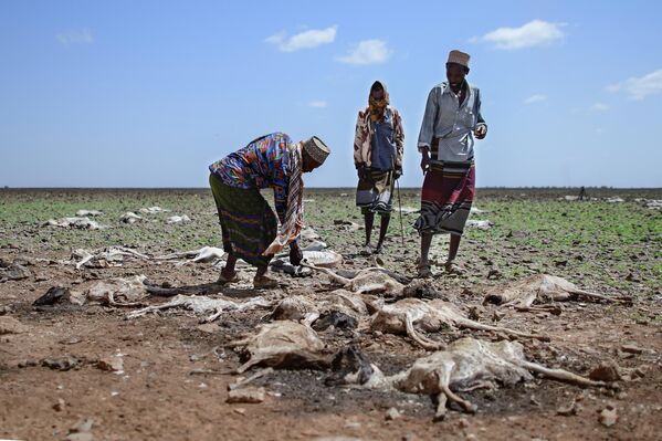 Скотоводы стоят среди туш овец и коз, погибших из-за сильной засухи в Кении. Ожидается, что засушливая погода на севере Кении, в Сомали и на юге Эфиопии продержится до середины 2022 года. Эксперты ООН считают, что в этих странах порядка 25 млн человек столкнутся с острой нехваткой продовольствия. - Sputnik Кыргызстан