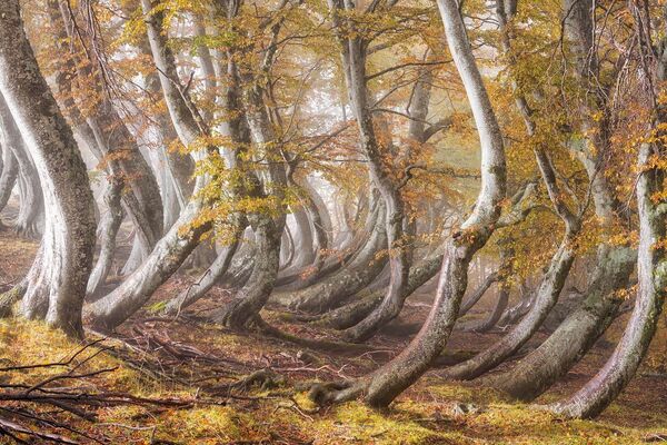 Эта работа, названная  &quot;Деревянная армия&quot;, победила в категории  &quot;Лес и деревья&quot;. Фото сделано в Италии фотографом Луджи Руопполо. - Sputnik Кыргызстан
