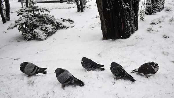 Голуби в снегу. Архивное фото - Sputnik Кыргызстан