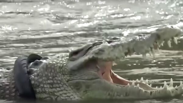 Индонезияда крокодилдин мойнундагы дөңгөлөк алты жылдан кийин алынды. Видео - Sputnik Кыргызстан
