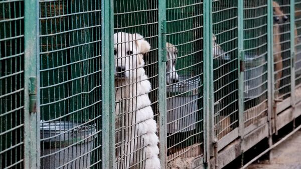 Собаки в вольерах на территории приюта для бездомных животных. Архивное фото - Sputnik Кыргызстан