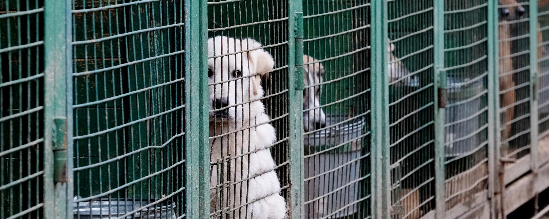 Собаки в вольерах на территории приюта для бездомных животных. Архивное фото - Sputnik Кыргызстан, 1920, 13.02.2022