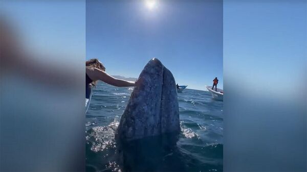 Огромный кит вынырнул на поверхность, чтобы подарить людям поцелуй — видео - Sputnik Кыргызстан