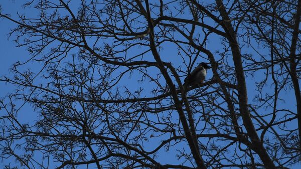 Ворона сидит на дереве. Архивное фото - Sputnik Кыргызстан