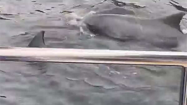 Дельфиндер флейтанын үнүнө таасирленип, бийлеп... Илимий видео - Sputnik Кыргызстан