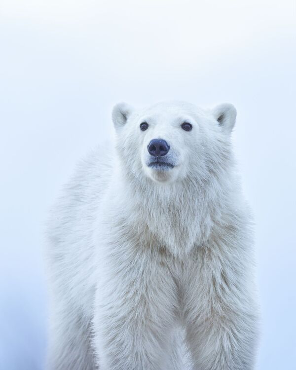 &quot;Белый медвежонок&quot; — фото американского фотографа Дженни Джао (Jenny Zhao) стало лучшим в номинации &quot;Окружающий мир и дикая природа&quot; - Sputnik Кыргызстан