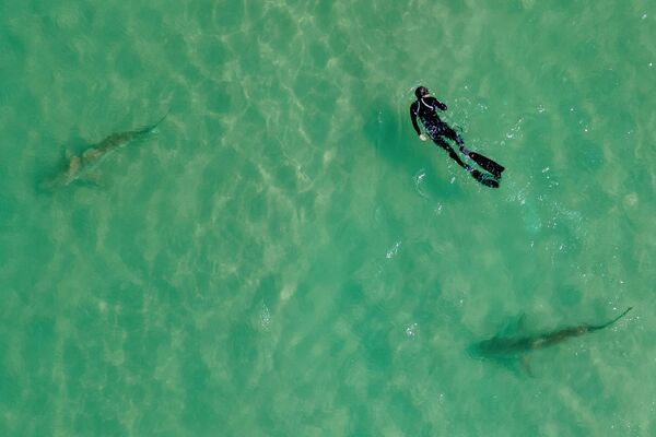 Популяция песчаных акул в Средиземном море - Sputnik Кыргызстан