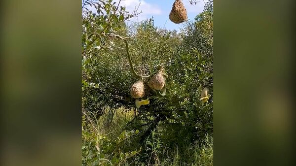 Стая птиц отчаянно защищает птенцов от змеи — видео схватки на дереве - Sputnik Кыргызстан