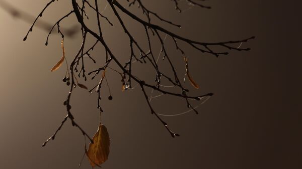 Капли дождя на ветви дерева. Архивное фото - Sputnik Кыргызстан