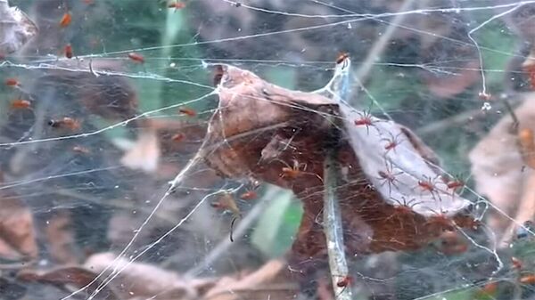 Маленькие пауки продемонстрировали поразительные способности к охоте — видео - Sputnik Кыргызстан