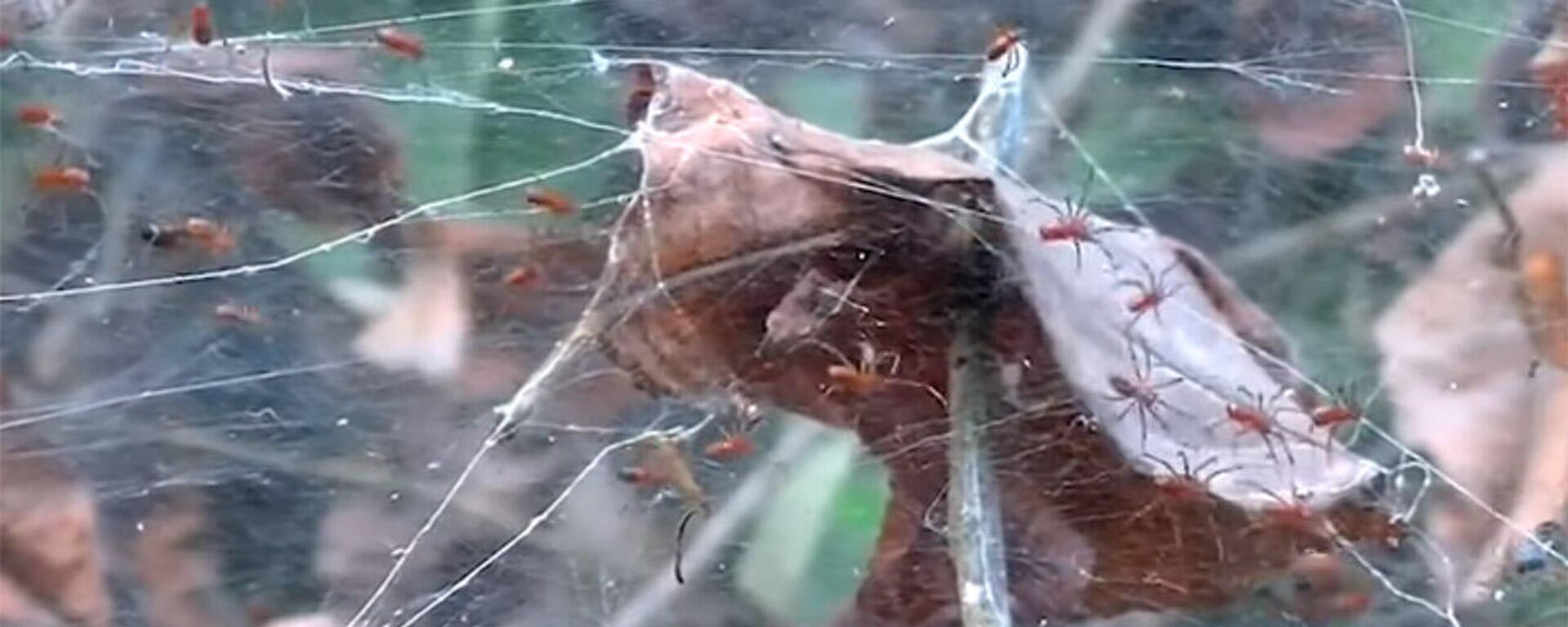 Маленькие пауки продемонстрировали поразительные способности к охоте — видео - Sputnik Кыргызстан, 1920, 11.03.2022