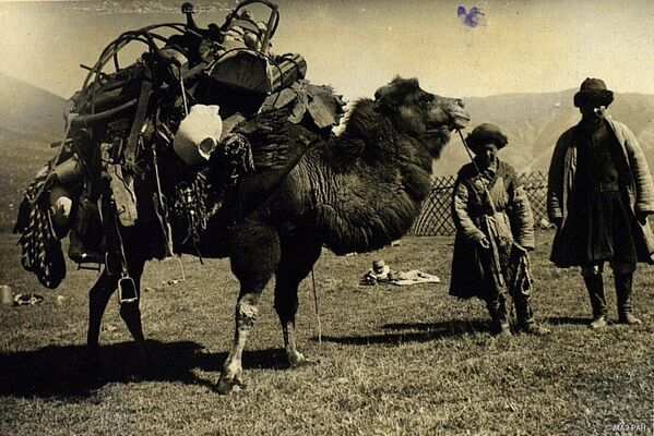 Кыргыздар көчүп-конууда көбүнчө төөнү колдонушкан. Аны менен араба жолу жок жайыттарга жетүү жеңил болгон. 1933-жыл - Sputnik Кыргызстан
