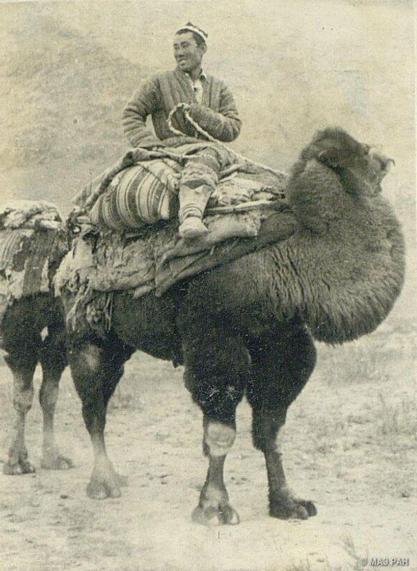 Кыргыз на верблюде во время кочевья. Чон-Алай, 1946 год. - Sputnik Кыргызстан
