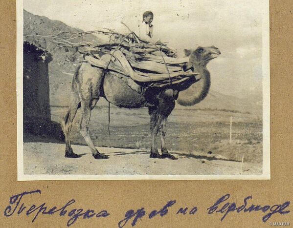 Подросток на верблюде везет валежник домой. Чон-Алайский район, 1946 год. - Sputnik Кыргызстан