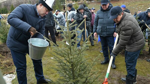 Президент Садыр Жапаров запустил национальную кампанию Жашыл мурас (Зеленое наследие), высадив саженцы хвойных деревьев в природном парке Ала-Арча - Sputnik Кыргызстан