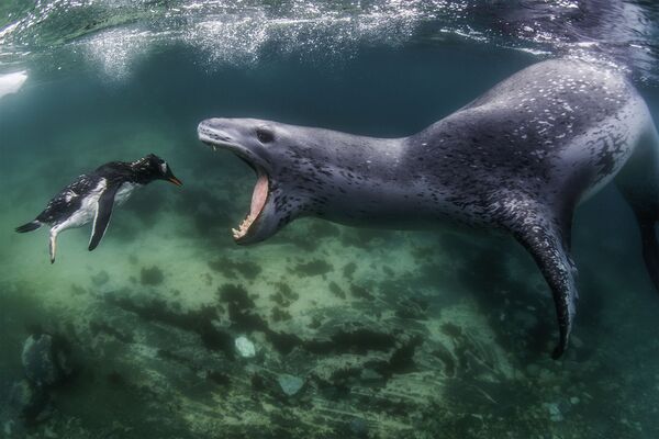 Фотографом года стал израильтянин Амос Нахум. Он сделал снимок голодного морского леопарда, нападающего на пингвина. - Sputnik Кыргызстан