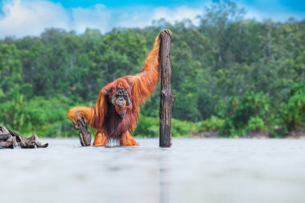 Кадр &quot;Борнейский орангутан&quot; канадского фотографа Томаса Виджаяна - Sputnik Кыргызстан