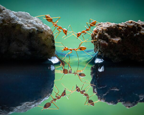 Фотография &quot;Красные муравьи&quot; сингапурца Чин Леонг Тео - Sputnik Кыргызстан