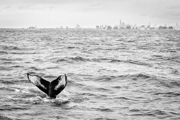 Фото &quot;Горбатый кит&quot; американца Маттиаса Нума - Sputnik Кыргызстан