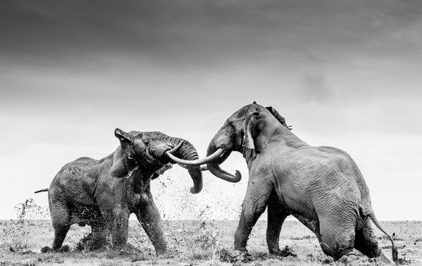 Работа &quot;Два слона сражаются&quot; британского фотографа Уильяма Фортескью - Sputnik Кыргызстан
