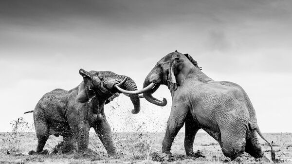 Снимок Two bull elephants sparring with one another британского фотографа William Fortescue, занявший второе место в категории Behaviour - Mammals конкурса World Nature Photography Awards 2021 - Sputnik Кыргызстан