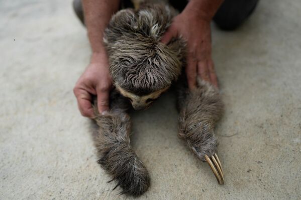 Мужчина показывает ампутированный коготь спасенного ленивца в Сан-Антонио на окраине Каракаса (Венесуэла) в центре спасения и реабилитации этих животных - Sputnik Кыргызстан