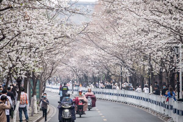В это время в Китае начинаются фестивали цветущей вишни - Sputnik Кыргызстан