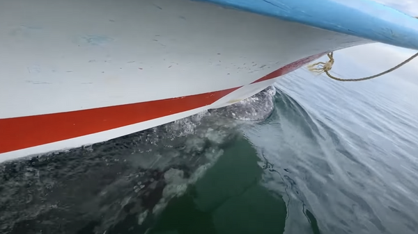 Серый кит прокатил лодку с туристами — видео - Sputnik Кыргызстан