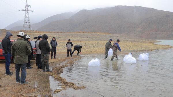 В Орто-Токойское водохранилище выпущены мальки рыб - Sputnik Кыргызстан