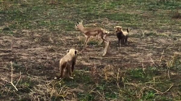 Маленькие гепарды охотятся на детенышей газели — видео - Sputnik Кыргызстан