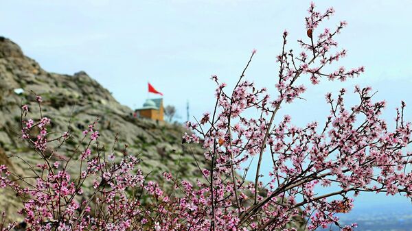 Цветущий абрикос на горе Сулайман-Тоо в Оше. Архивное фото - Sputnik Кыргызстан