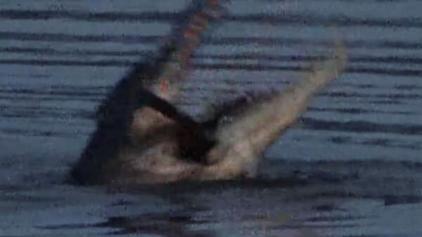 Крокодил внезапно выпрыгнул из воды и схватил летучую мышь — видео - Sputnik Кыргызстан