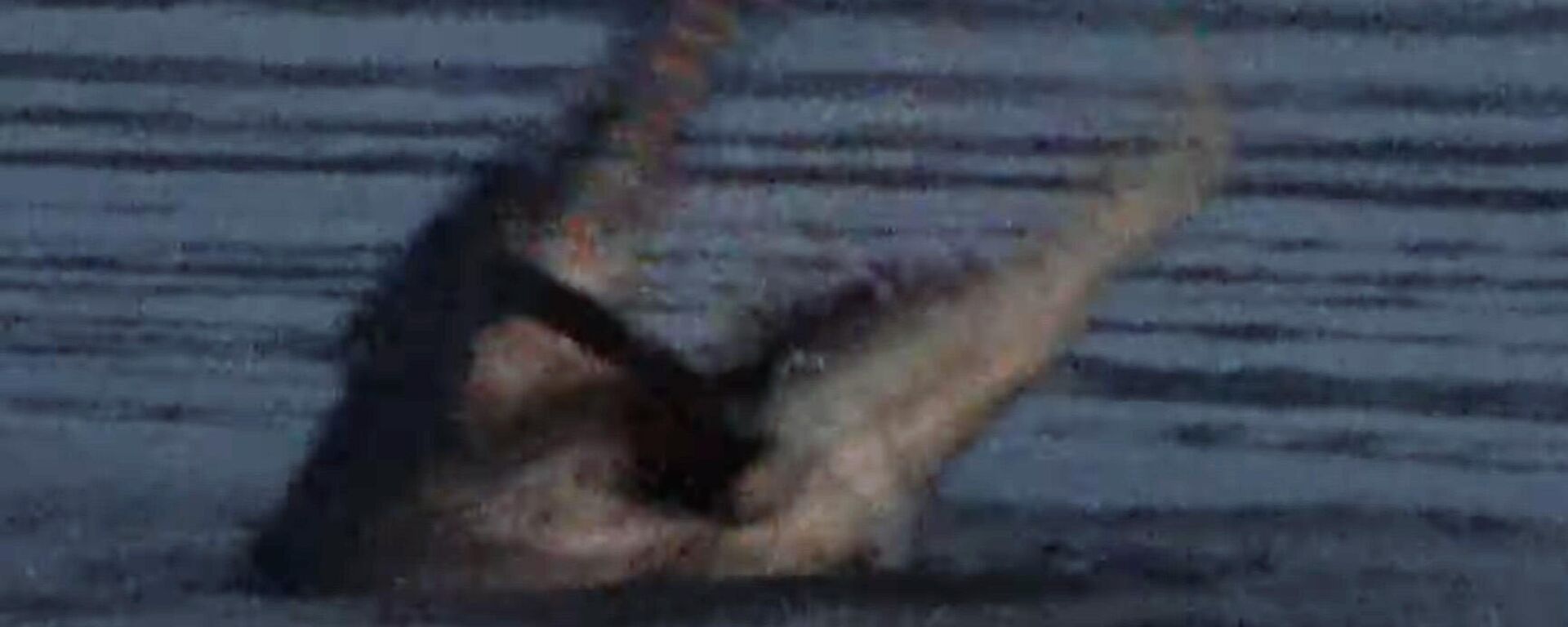 Крокодил внезапно выпрыгнул из воды и схватил летучую мышь — видео - Sputnik Кыргызстан, 1920, 21.03.2022