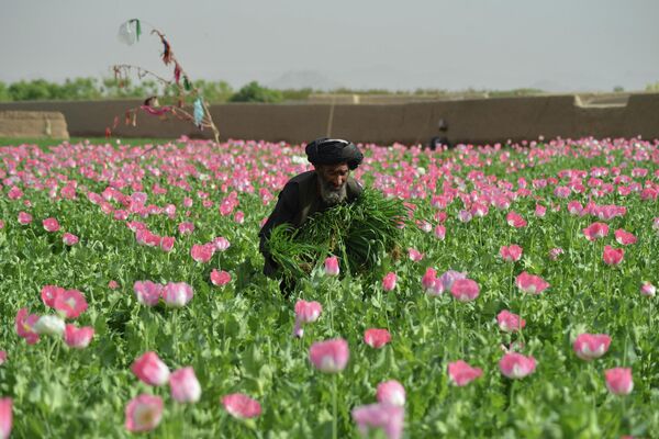 Выращивание мака в Афганистане - Sputnik Кыргызстан