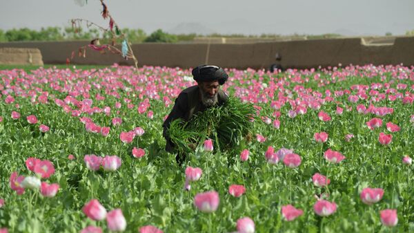 Фермер работает на маковом поле в Афганистане. Архивное фото - Sputnik Кыргызстан