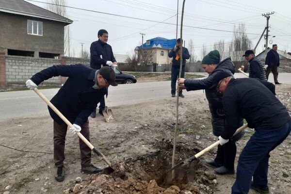 Кроме того, Абдыкадыров подарил городу 2 тысячи саженцев клена и ясеня - Sputnik Кыргызстан