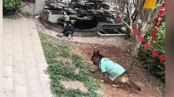 Собака не дала ребенку упасть в пруд, достав из воды его игрушку. Видео - Sputnik Кыргызстан