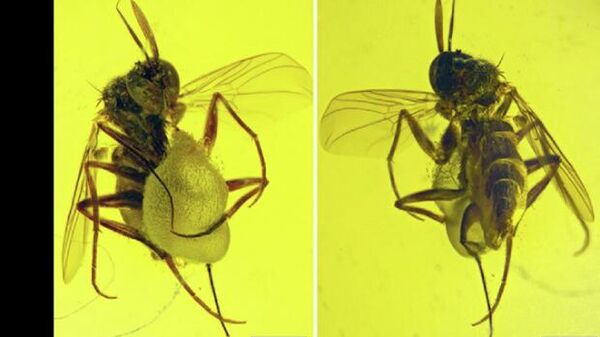 Самец эмпидоидной мухи найденная в янтаре возрастом 99 миллионов - Sputnik Кыргызстан