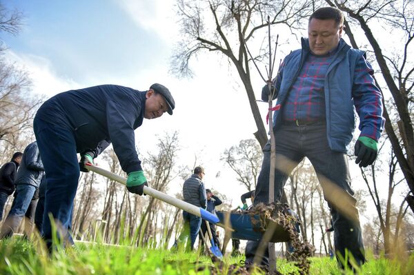 Отмечено, что в парке имени Чолпонбая Тулебердиева центральный аппарат мэрии Бишкека во главе с градоначальником высадил 100 молодых деревьев - Sputnik Кыргызстан