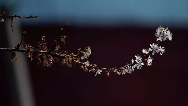 Наступление весны - Sputnik Кыргызстан