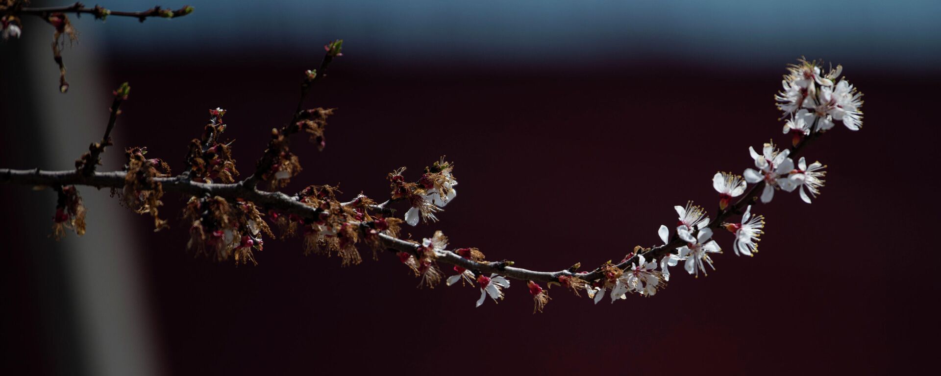 Наступление весны - Sputnik Кыргызстан, 1920, 24.02.2026