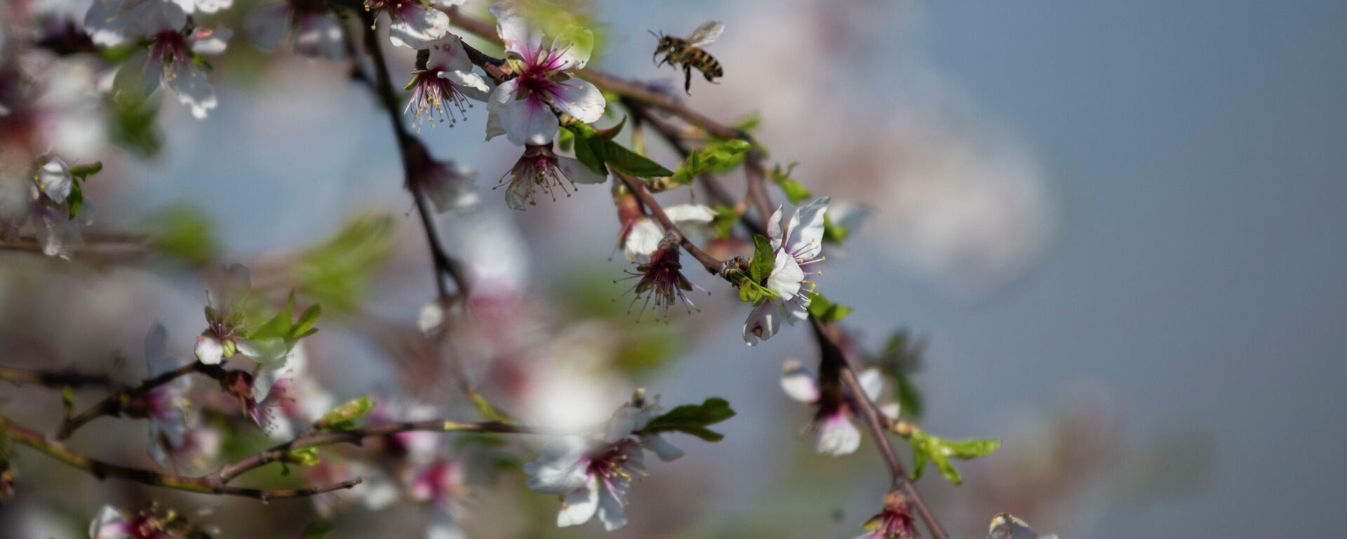 Весна в Оше - Sputnik Кыргызстан, 1920, 13.02.2026