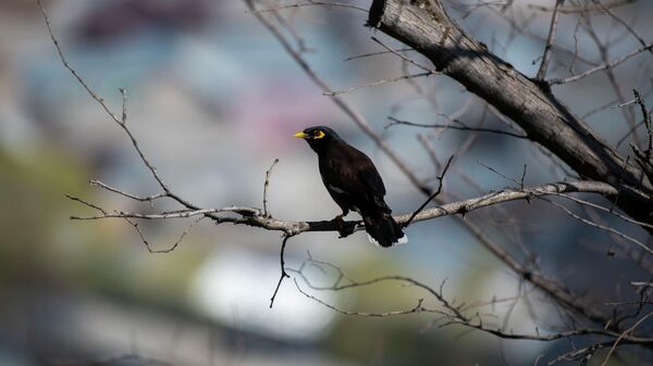 Птица сидит на ветке дерева. Архивное фото - Sputnik Кыргызстан