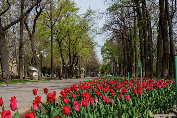 В Бишкеке расцвели 140 тысяч тюльпанов - Sputnik Кыргызстан