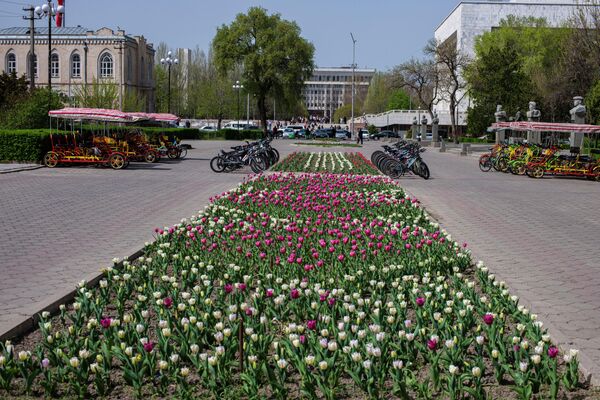 Клумба в парке имени Чингиза Айтматова возле здания Минкультуры - Sputnik Кыргызстан