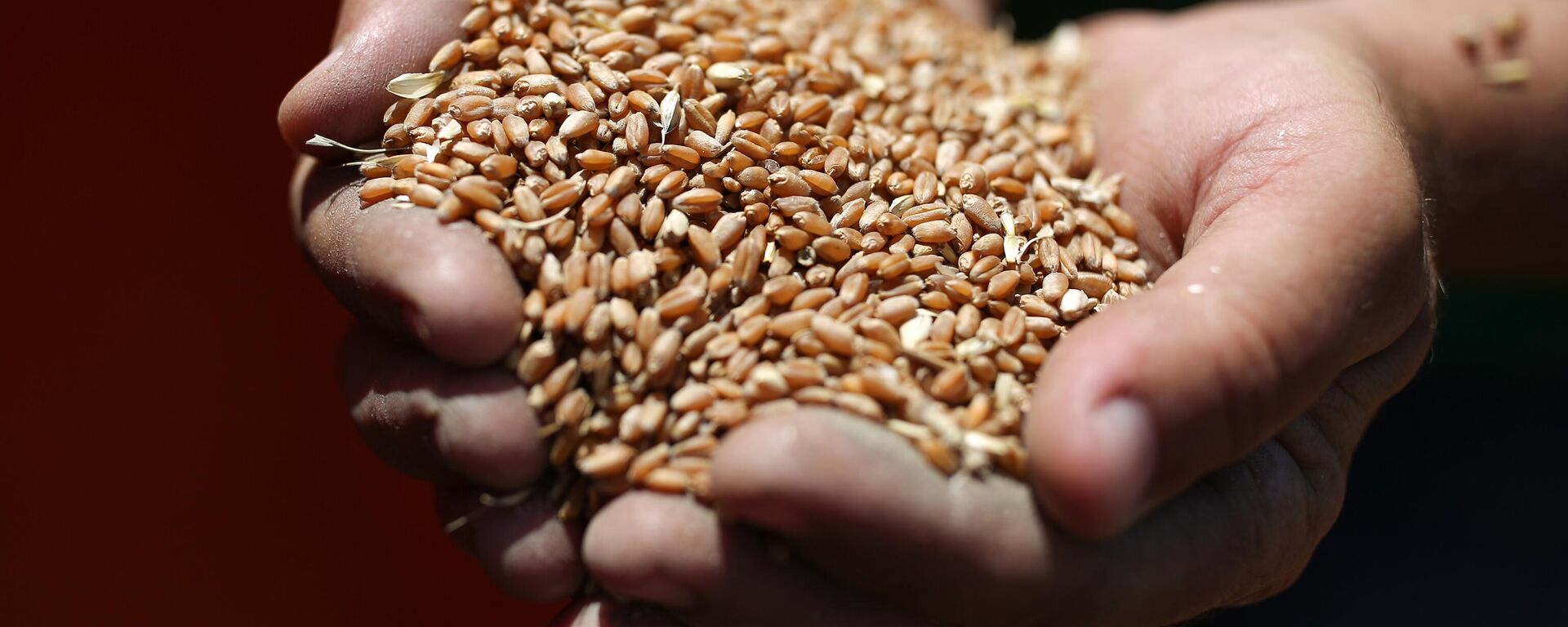 Зерна пшеницы. Архивное фото - Sputnik Кыргызстан, 1920, 09.09.2025