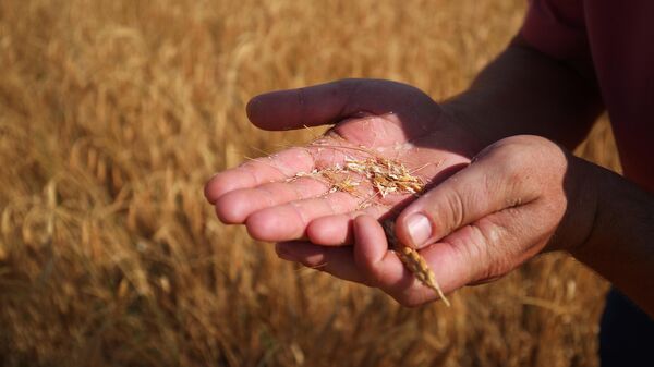 Уборка урожая пшеницы. Архивное фото - Sputnik Кыргызстан